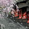 ダルマの花見
