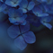 近所の紫陽花