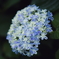 Pentax SMC Takumar 135mm F2.5