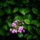 IN THE GREEN