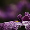 花菖蒲