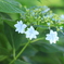紫陽花3