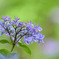 紫陽花