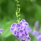 花ぶどう