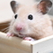 ちょこん