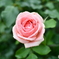 薔薇