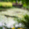 夏池の印象