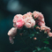 薔薇