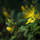 20210526-hypericum-monogynum-64-7