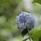 紫陽花