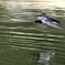 水上を飛ぶツバメ