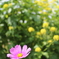 菜の花とコスモスのコラボ＾＾