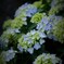 今年の紫陽花