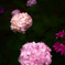 SDIM0006-001