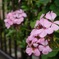 植込みの花