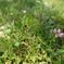 公園の花