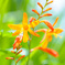 お花