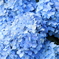 紫陽花4