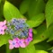 紫陽花の季節