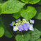 雨上がりの紫陽花