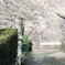 さくらの坂道