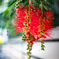 Scarlet bottlebrush