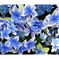 俳諧歳時記A316・・・♪
