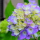 紫陽花