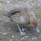 カモ・・・1