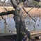 スズメのなる木の全貌