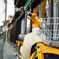 YELLOW CUB