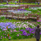 山田池公園の花菖蒲