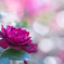 靴屋の斜め向かいの薔薇