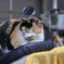 昼寝する野良猫