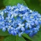 紫陽花