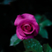 薔薇
