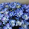 紫陽花