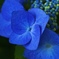 紫陽花