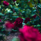 薔薇