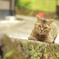 湯平の猫
