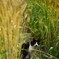 ねこじゃらしじゃないよ。