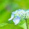 お花？