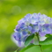 水無月の花細工(4)