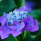 ・みんな兄弟だよ・・！【紫陽花】