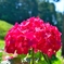 三室戸寺の紫陽花
