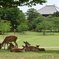 奈良公園　鹿