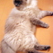 シナモン