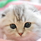 しらす