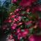 薔薇