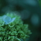 紫陽花